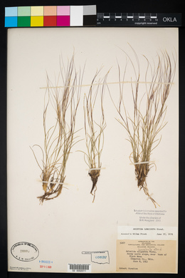 Aristida purpurea var. longiseta image