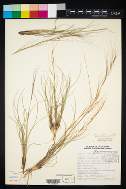 Aristida purpurea var. longiseta image