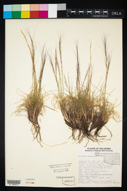 Aristida purpurea var. longiseta image