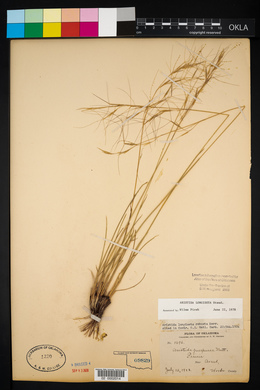 Aristida purpurea var. longiseta image