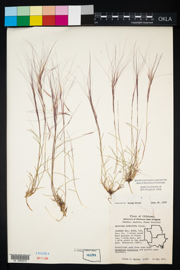 Aristida purpurea var. longiseta image