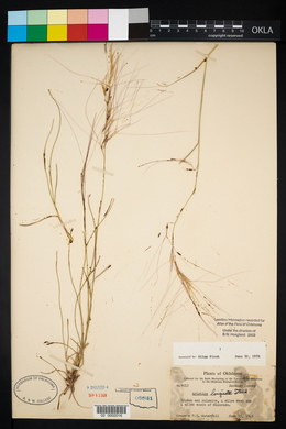 Aristida purpurea var. longiseta image