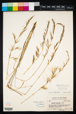 Aristida purpurea var. longiseta image