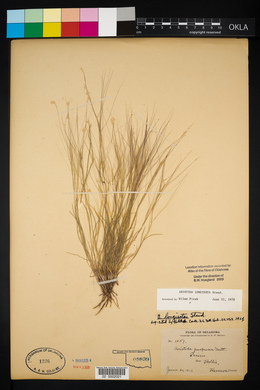 Aristida purpurea var. longiseta image