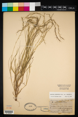 Aristida intermedia image