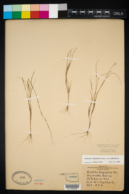 Aristida longespica image