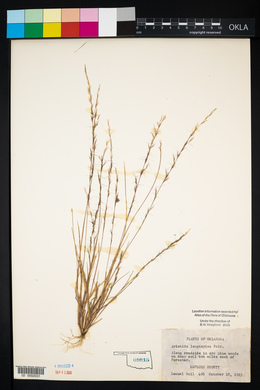 Aristida longespica image