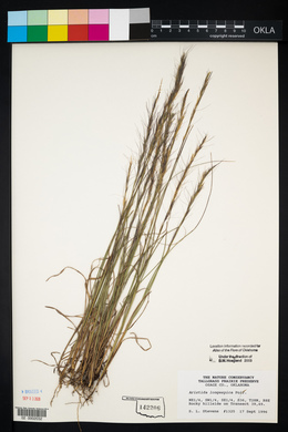 Aristida longespica image