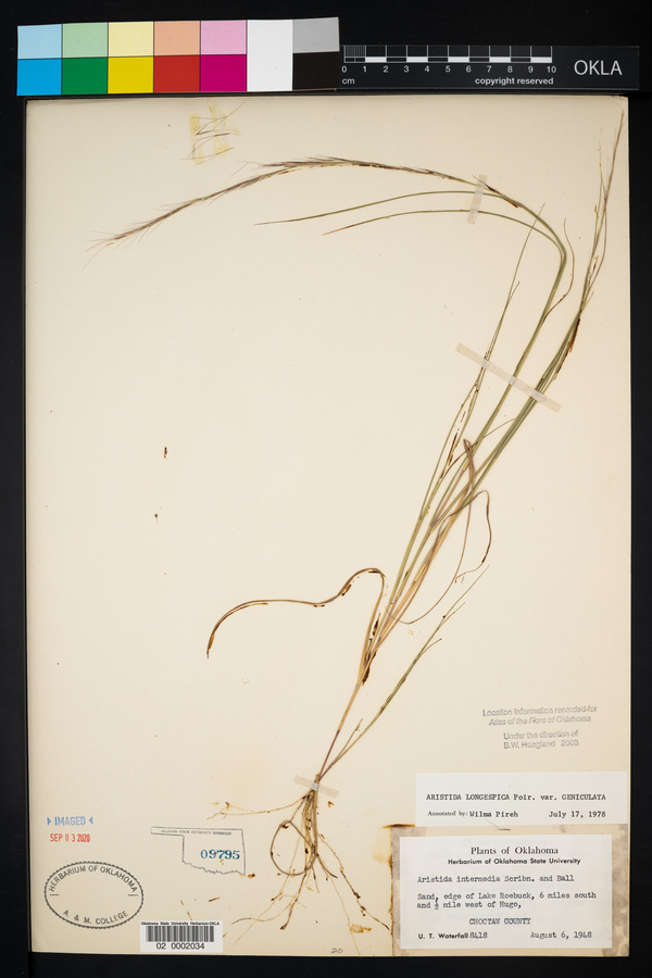 Aristida intermedia image