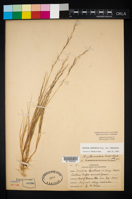 Aristida intermedia image