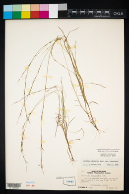 Aristida longespica image