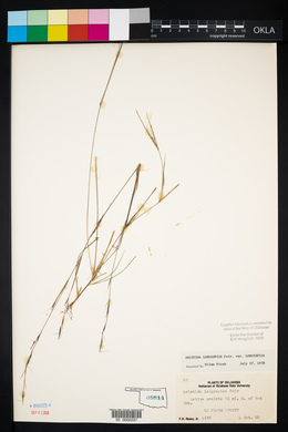 Aristida longespica image