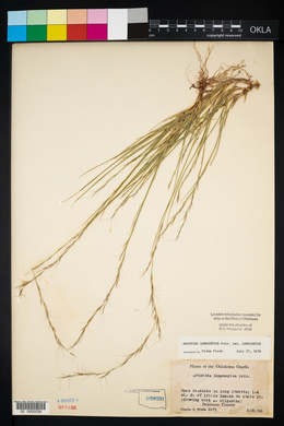 Aristida longespica image