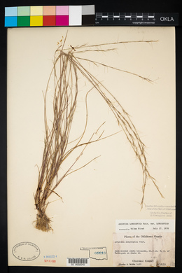 Aristida longespica image