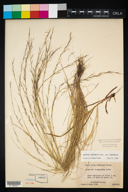 Aristida longespica image