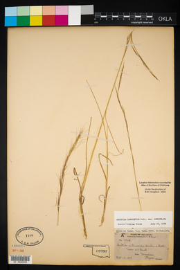 Aristida intermedia image