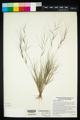 Aristida oligantha image