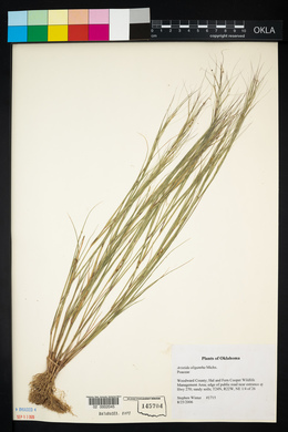 Aristida oligantha image