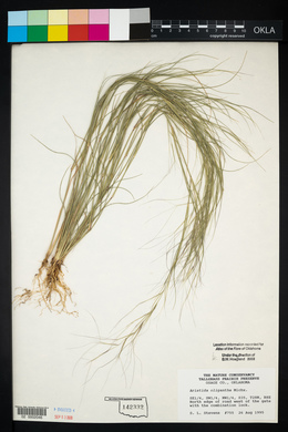 Aristida oligantha image