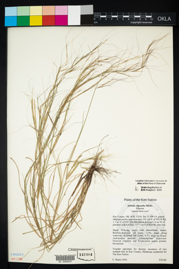 Aristida oligantha image