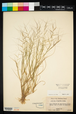 Aristida oligantha image