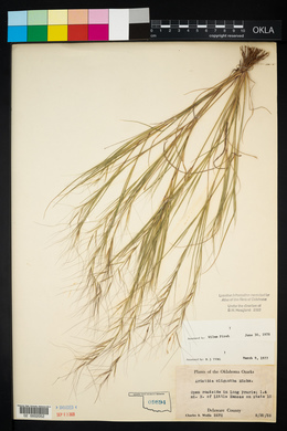 Aristida oligantha image