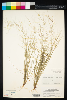 Aristida oligantha image