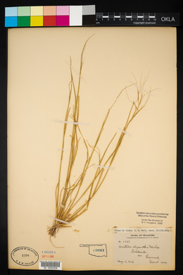 Aristida oligantha image