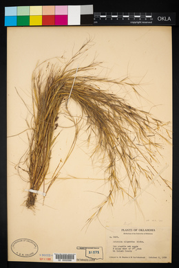 Aristida oligantha image