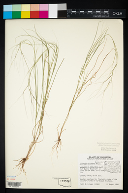 Aristida oligantha image