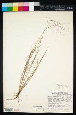 Aristida oligantha image