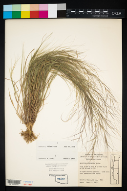 Aristida oligantha image