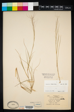 Aristida oligantha image