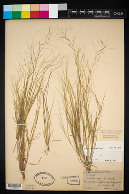 Aristida oligantha image