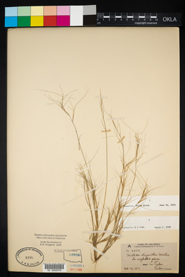 Aristida oligantha image