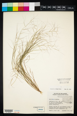 Aristida oligantha image