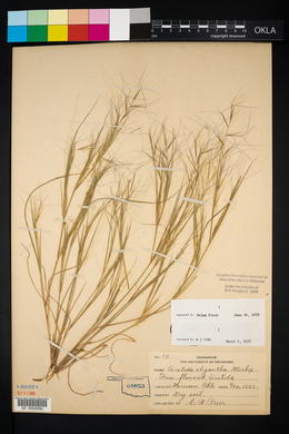 Aristida oligantha image