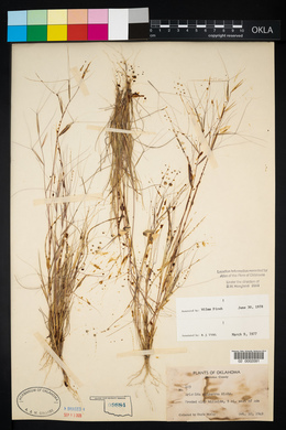 Aristida oligantha image