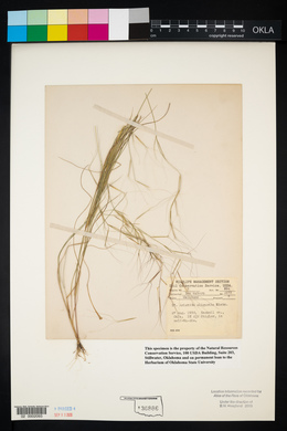 Aristida oligantha image