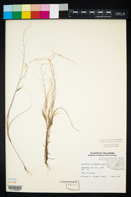 Aristida oligantha image