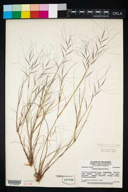 Aristida oligantha image