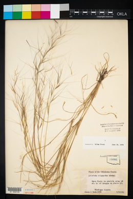 Aristida oligantha image