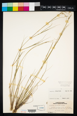 Aristida oligantha image