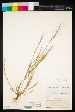 Aristida oligantha image