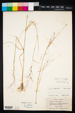 Aristida oligantha image