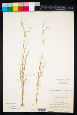 Aristida oligantha image