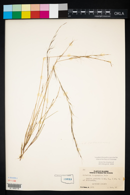 Aristida longespica image