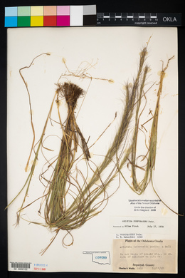 Aristida purpurascens image