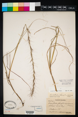 Aristida purpurascens image