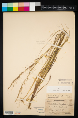 Aristida purpurascens image